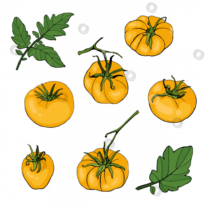Скачать Украшенный желтыми помидорами и листьями на белом фоне. Вектор. Иллюстрация фотосток Ozero