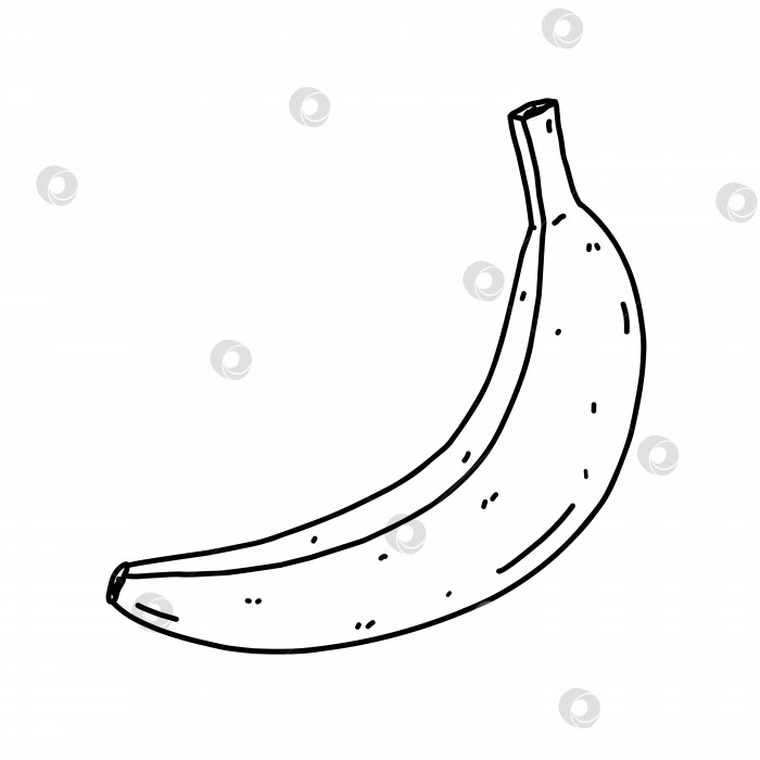 Скачать Банан, изолированный на белом фоне. Органическая здоровая пища. Векторная рисованная иллюстрация в стиле каракулей. Идеально подходит для открыток, логотипов, украшений, рецептов, различных дизайнов. фотосток Ozero