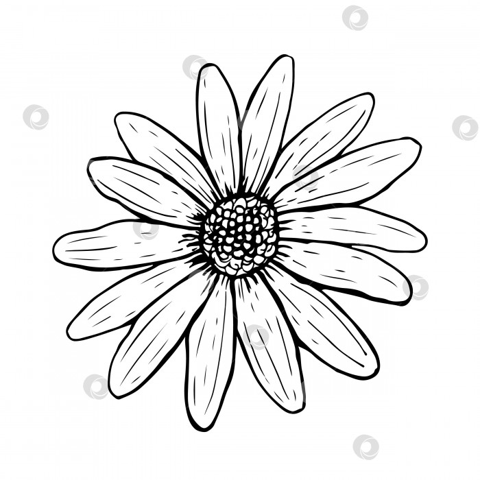 Скачать Нарисованный цветок маргаритки, изолированный на белом фоне фотосток Ozero