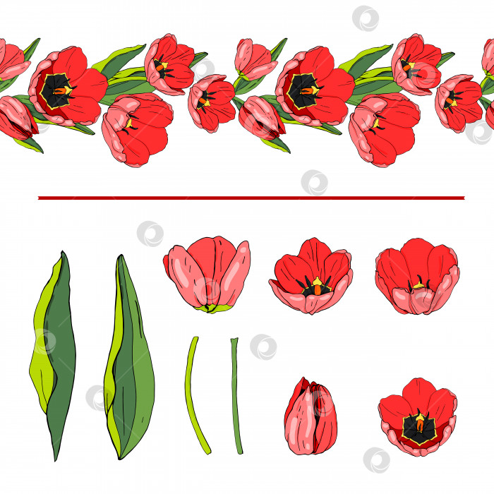 Скачать Векторный набор с красными тюльпанами на белом фоне. Кисть с тюльпанами, элементами. Иллюстрация фотосток Ozero