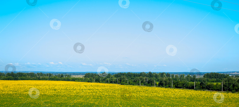 Скачать Яркие поля подсолнухов на фоне деревьев и голубого неба. Горизонтальное изображение фотосток Ozero