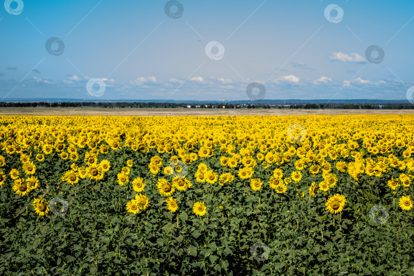 Скачать Поле подсолнечника, горизонтальное изображение фотосток Ozero