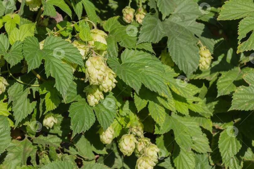 Скачать Куст хмеля обыкновенного, шишки и листья фотосток Ozero