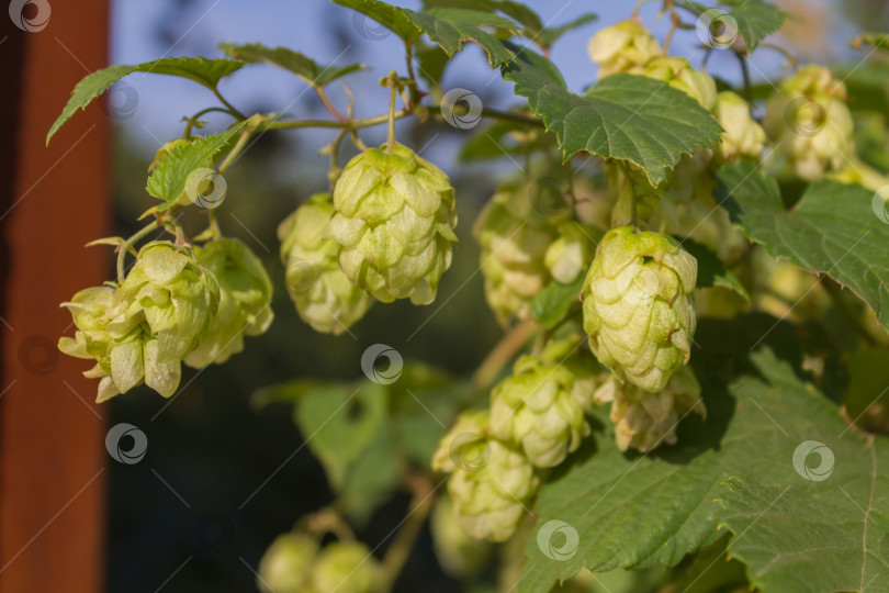 Скачать Хмель обыкновенный, шишки и листья фотосток Ozero