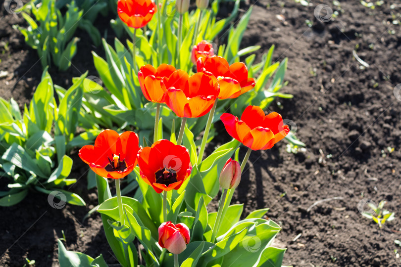 Скачать Красные цветы и бутоны тюльпанов с зелеными листьями в саду, горизонтальный фон фотосток Ozero