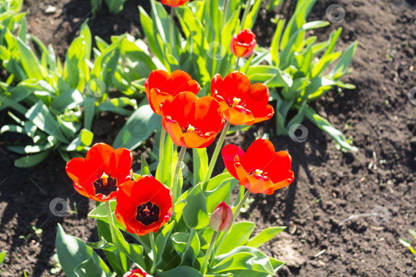 Скачать Ярко-красные тюльпаны на дачном участке фотосток Ozero