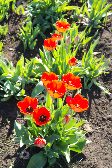 Скачать Красивые красные тюльпаны с зелеными листьями на даче, цветы и бутоны, вертикальный фон фотосток Ozero