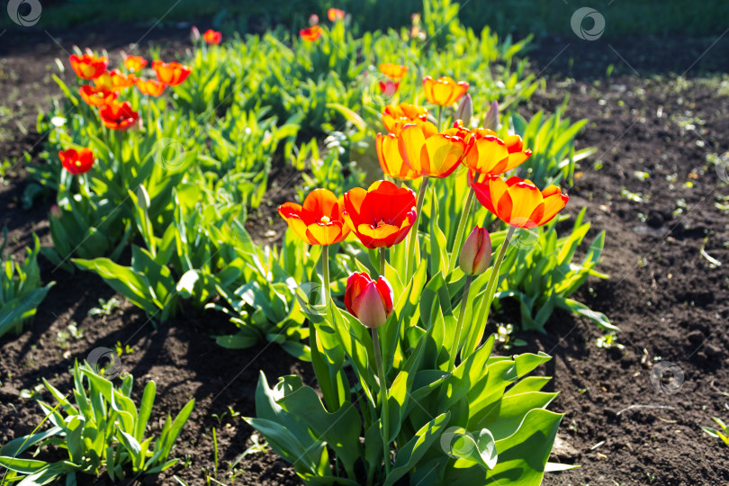 Скачать Лужайка с красными тюльпанами, сияющими в лучах утреннего солнца, горизонтальный фон фотосток Ozero