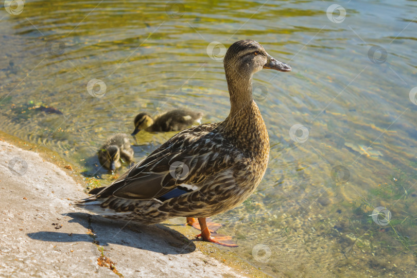 Скачать Утка с утятами у воды фотосток Ozero