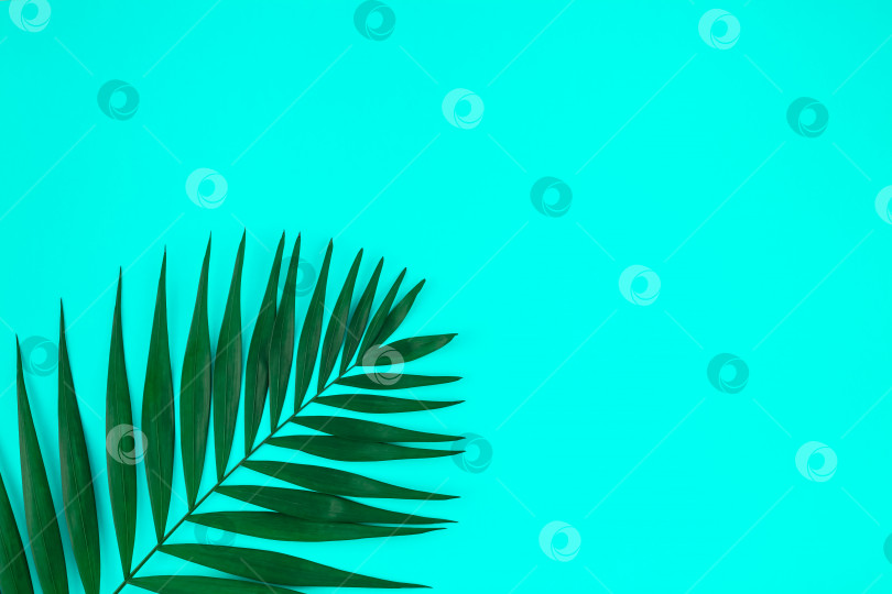 Скачать Флуоресцентный фон цвета тропических пальмовых листьев фотосток Ozero