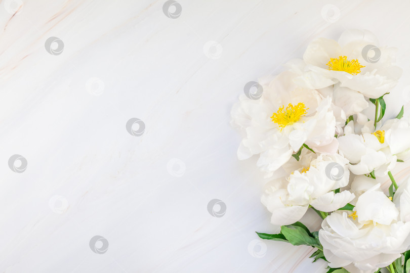 Скачать Белые цветы пиона на мраморном фоне фотосток Ozero