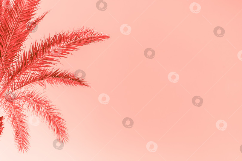 Скачать Ветви пальмы, окрашенные в цвет живого коралла фотосток Ozero