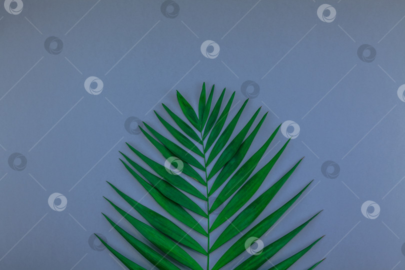 Скачать Тропические пальмовые листья на сине-сером бумажном фоне фотосток Ozero