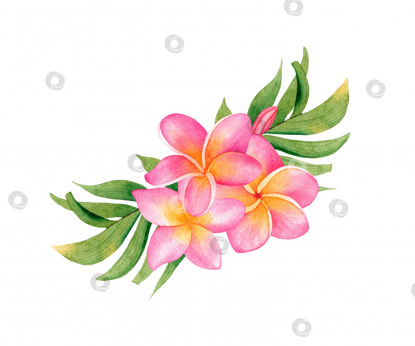 Скачать Акварельный цветочный тропический букет с плюмерией и листьями. фотосток Ozero