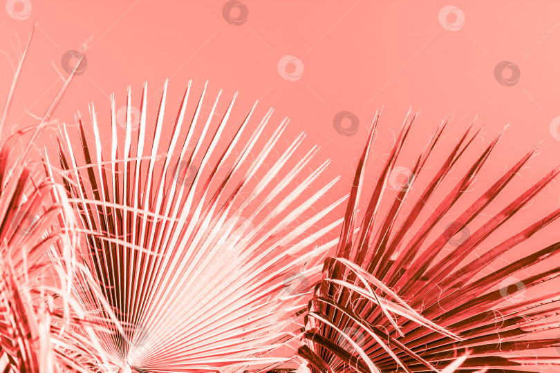 Скачать Ветви пальмы, окрашенные в цвет живого коралла фотосток Ozero
