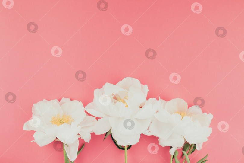 Скачать Распускающиеся белые цветы пиона фотосток Ozero