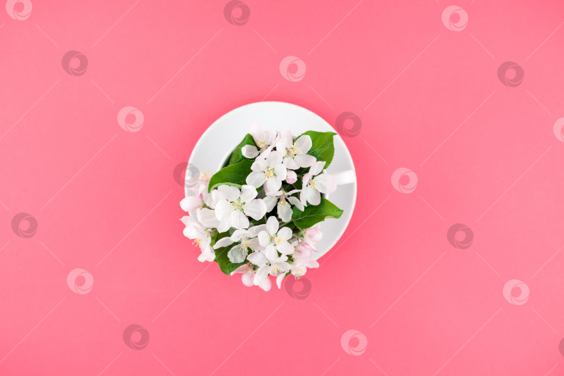 Скачать Белая весенняя яблоня, распускающая цветы в чашечке фотосток Ozero
