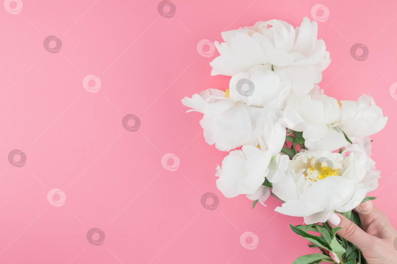 Скачать Распускающиеся белые цветы пиона фотосток Ozero