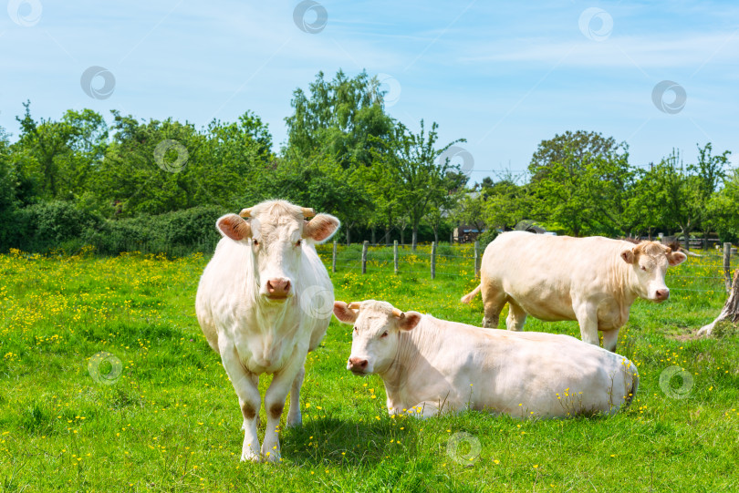 Скачать Белые коровы пасутся на зеленом лугу фотосток Ozero