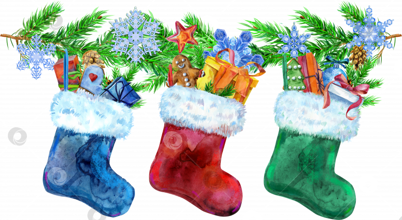 Скачать Рождественские носки с красочным рисунком с подарками и еловыми ветками, выделенными на белом фоне. Акварельная иллюстрация, нарисованная от руки фотосток Ozero