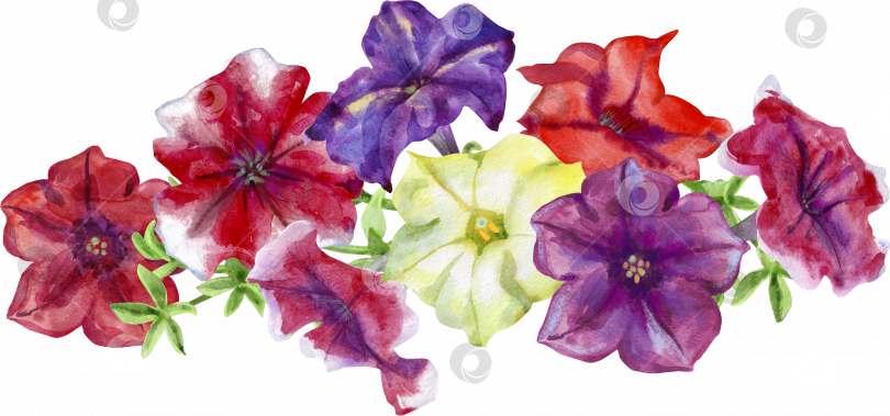 Скачать Композиция из милых цветов петунии. Акварельная иллюстрация фотосток Ozero