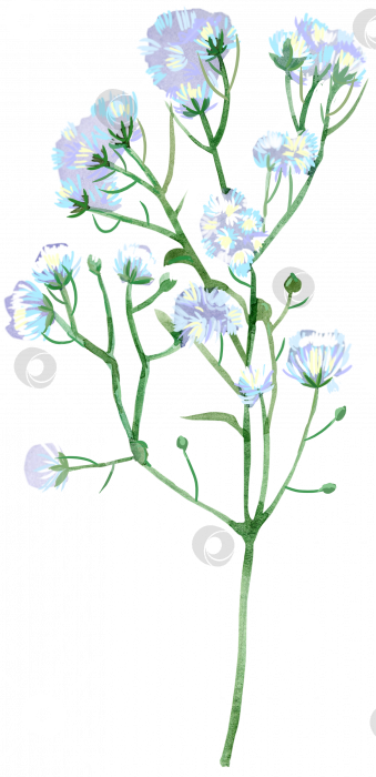 Скачать Акварельная иллюстрация гипсофилы с маленькими белыми цветочками фотосток Ozero