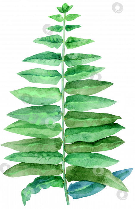 Скачать Акварельные зеленые листья папоротника, изолированные фотосток Ozero
