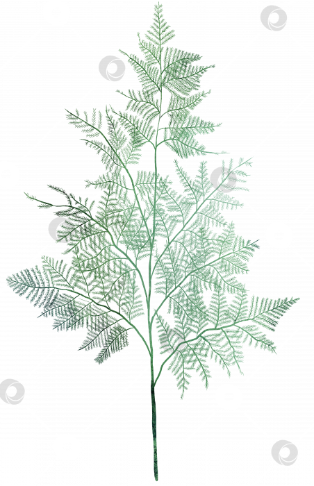 Скачать Акварельный пучок зеленой спаржи. Нарисованная от руки изолированная иллюстрация на белом фоне фотосток Ozero