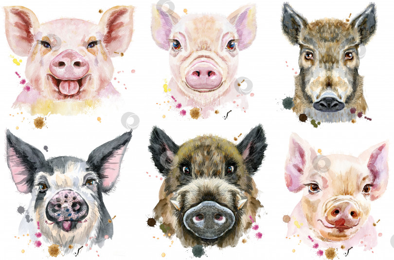 Скачать Набор акварельных портретов свиней и кабана фотосток Ozero
