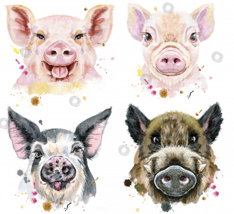 Скачать Набор акварельных портретов свиней и кабана фотосток Ozero