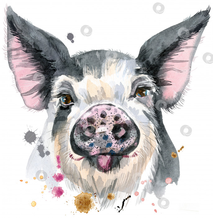 Скачать Акварельный портрет свиньи фотосток Ozero