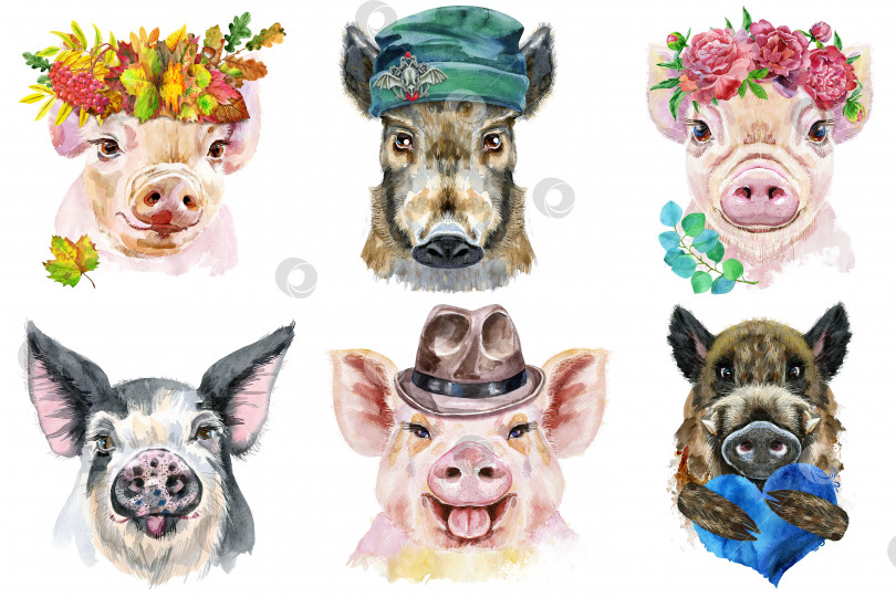 Скачать Набор портретов свиней. Акварельная иллюстрация животного на белом фоне фотосток Ozero