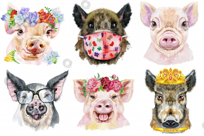 Скачать Набор портретов свиней. Акварельная иллюстрация животного на белом фоне фотосток Ozero