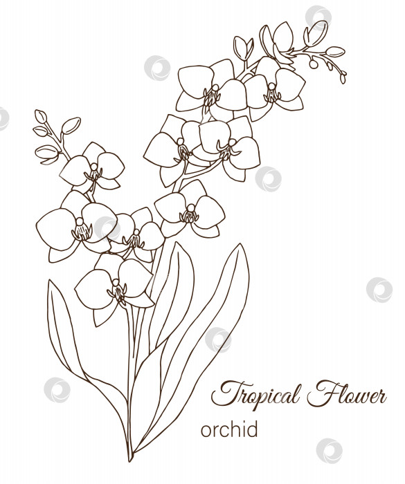 Скачать Векторная иллюстрация тропического цветка, изолированного на белом фоне. Нарисованная от руки орхидея. Цветочный контур. Страница-раскраска. Стиль эскиза. Элементы тропического дизайна фотосток Ozero