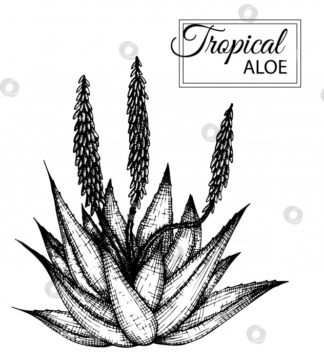 Скачать Векторная иллюстрация тропического цветка, изолированного на белом фоне. Нарисованное от руки алоэ. Черно-белая иллюстрация с цветочной графикой. Элементы тропического дизайна. Стиль затенения линий. фотосток Ozero