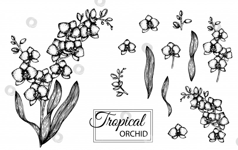 Скачать Векторная иллюстрация тропического цветка, изолированного на белом фоне. Нарисованная от руки орхидея. Черно-белая иллюстрация с цветочной графикой. Элементы тропического дизайна. Стиль затенения линий фотосток Ozero