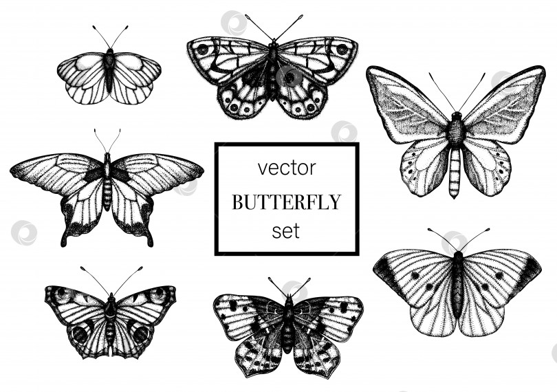Скачать Векторный набор нарисованных от руки черных и белых бабочек. Гравюра с ретро-иллюстрацией. Реалистичные насекомые, изолированные на белом фоне. Детальный графический рисунок в винтажном стиле фотосток Ozero