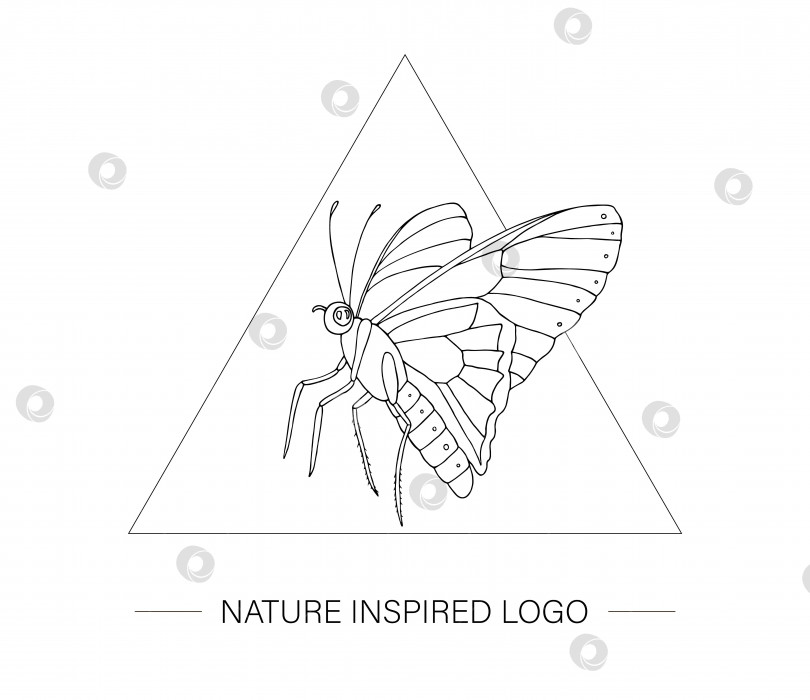 Скачать Векторная рисованная тропическая бабочка в треугольнике. Логотип на тему насекомых для естественного дизайна. Контур мотылька, выделенный на белом фоне фотосток Ozero