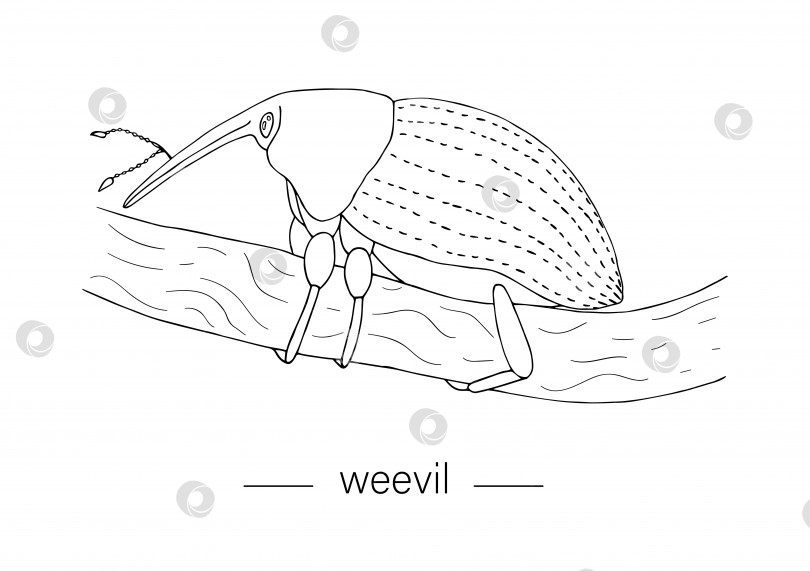 Скачать Векторный рисованный тропический долгоносик на ветке дерева. Клипарт на тему насекомых для естественного дизайна. Контур ошибки, выделенный на белом фоне фотосток Ozero