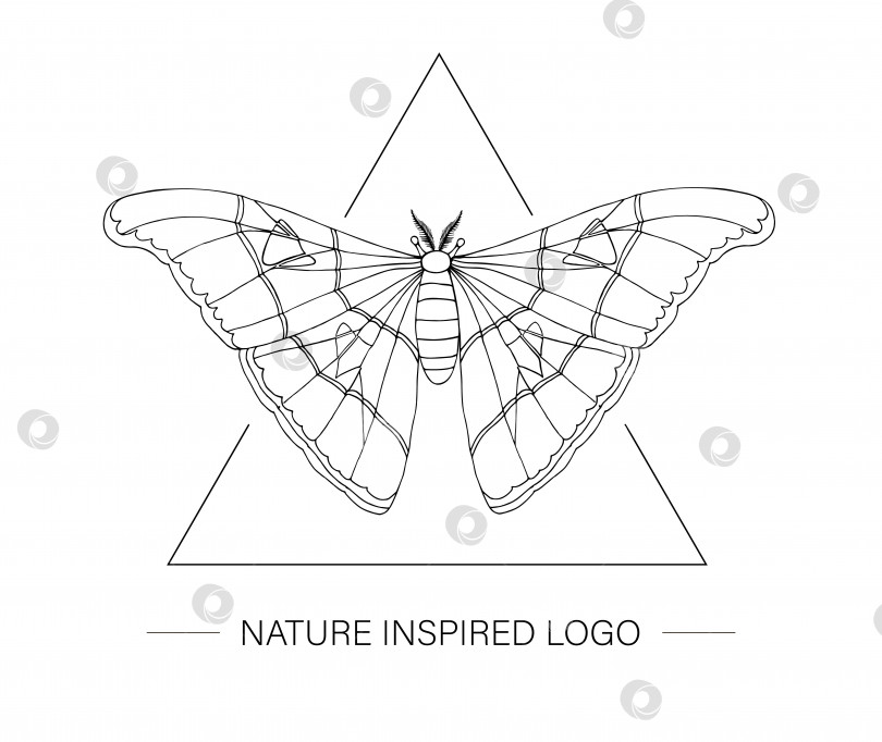 Скачать Векторно нарисованный от руки мотылек из тропического атласа в виде треугольника. Логотип в тропической тематике для естественного дизайна. Контур бабочки, выделенный на белом фоне фотосток Ozero