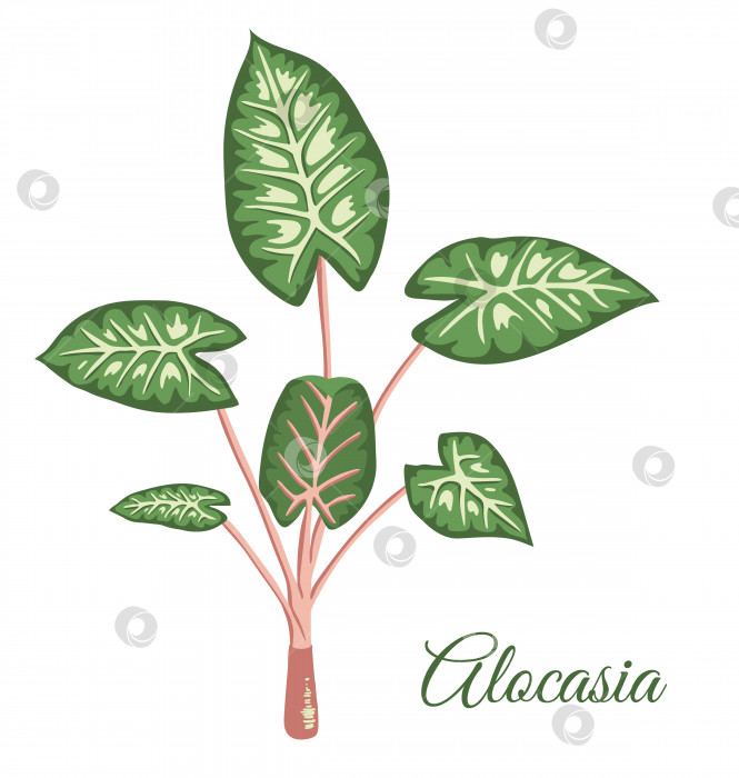 Скачать Векторный клипарт тропической алоказии. Иллюстрация листвы джунглей. Нарисованное от руки домашнее экзотическое растение, изолированное на белом фоне. Яркая реалистичная иллюстрация фотосток Ozero