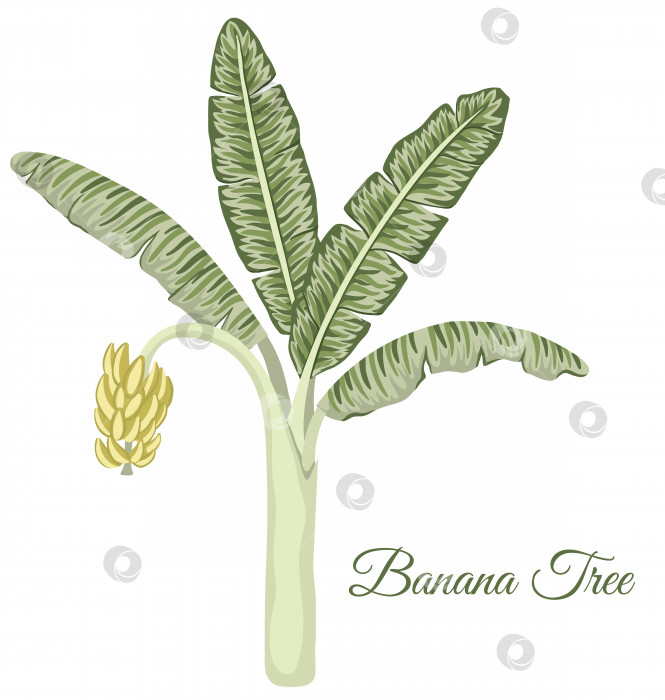 Скачать Векторный клип с изображением тропического бананового дерева. Иллюстрация листвы джунглей. Нарисованное от руки домашнее экзотическое растение, изолированное на белом фоне. Яркая реалистичная иллюстрация. фотосток Ozero