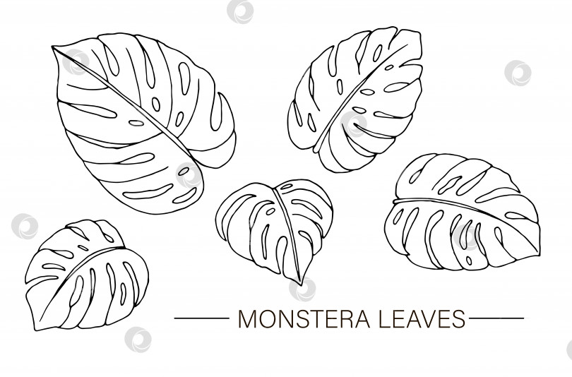 Скачать Векторный набор листьев тропической монстеры. Линейный рисунок листвы джунглей. Нарисованный от руки домашний клип с тропическими листьями, изолированный на белом фоне. фотосток Ozero