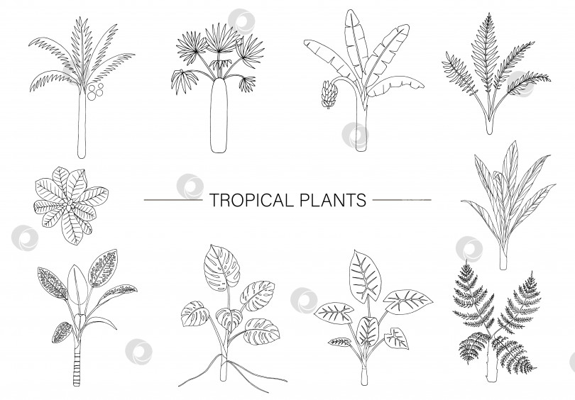 Скачать Векторный набор тропических растений. Линейный рисунок листвы джунглей. Нарисованные от руки пальма, банан, монстера, диффенбахия, терминалия, папоротник, алоказия, кордилайн. Домашний тропический клип-арт, выделенный на белом фоне фотосток Ozero