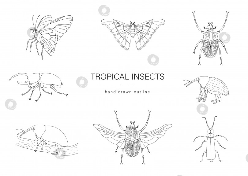 Скачать Векторный набор тропических насекомых. Нарисованные от руки очертания атласного мотылька, долгоносика, бабочки, голиафа, жука-геркулеса, шпанской мушки. Черно-белая коллекция тропических жуков фотосток Ozero