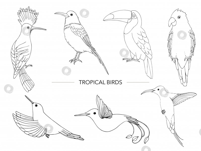 Скачать Векторный набор тропических птиц. Нарисованный от руки контур попугая, райской птицы, тукана, удода. Черно-белая коллекция тропических животных фотосток Ozero