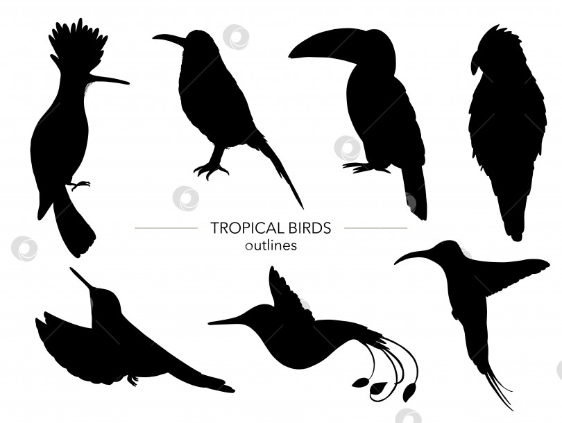 Скачать Векторный набор тропических птиц. Нарисованные от руки черные силуэты попугая, райской птицы, тукана, удода. Черно-белая коллекция тропических животных. фотосток Ozero