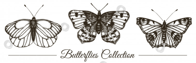 Скачать Векторный набор нарисованных от руки черных и белых бабочек. Гравюра с ретро-иллюстрацией. Реалистичные насекомые, изолированные на белом фоне. Детализированный графический рисунок в винтажном стиле. фотосток Ozero