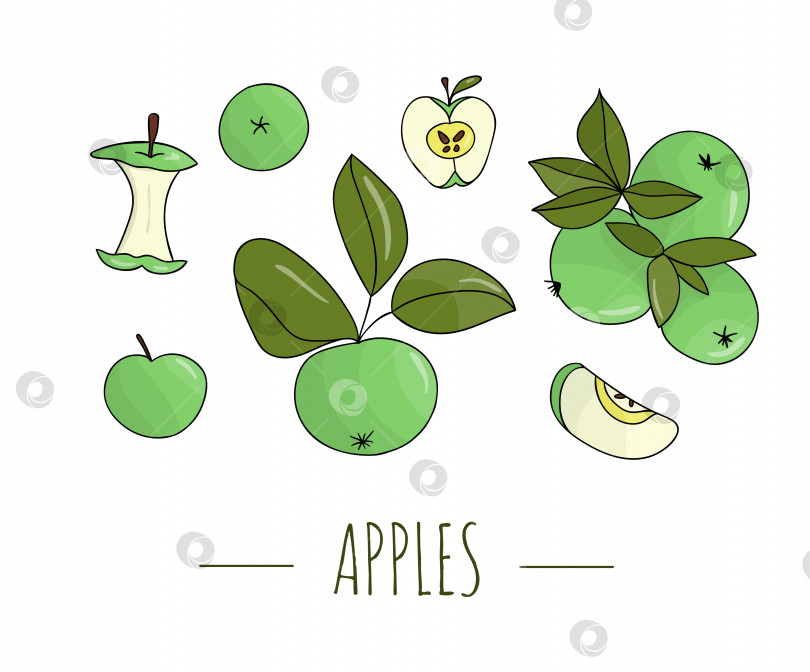 Скачать Векторный цветной набор нарисованных от руки яблок. Иллюстрация осеннего сбора урожая. Тема домашней еды. фотосток Ozero