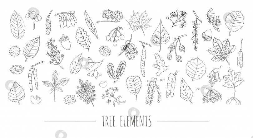 Скачать Векторный набор черно-белых элементов дерева, изолированных на белом фоне. Красочная упаковка из листьев березы, клена, дуба, рябины, каштана, орешника, липы, ольхи, осины, вяза, тополя, ивы, грецкого ореха, ясеня. Мультяшный стиль фотосток Ozero